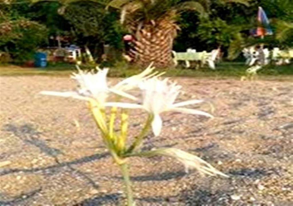 Aslihan Motel 阿纳穆尔 外观 照片